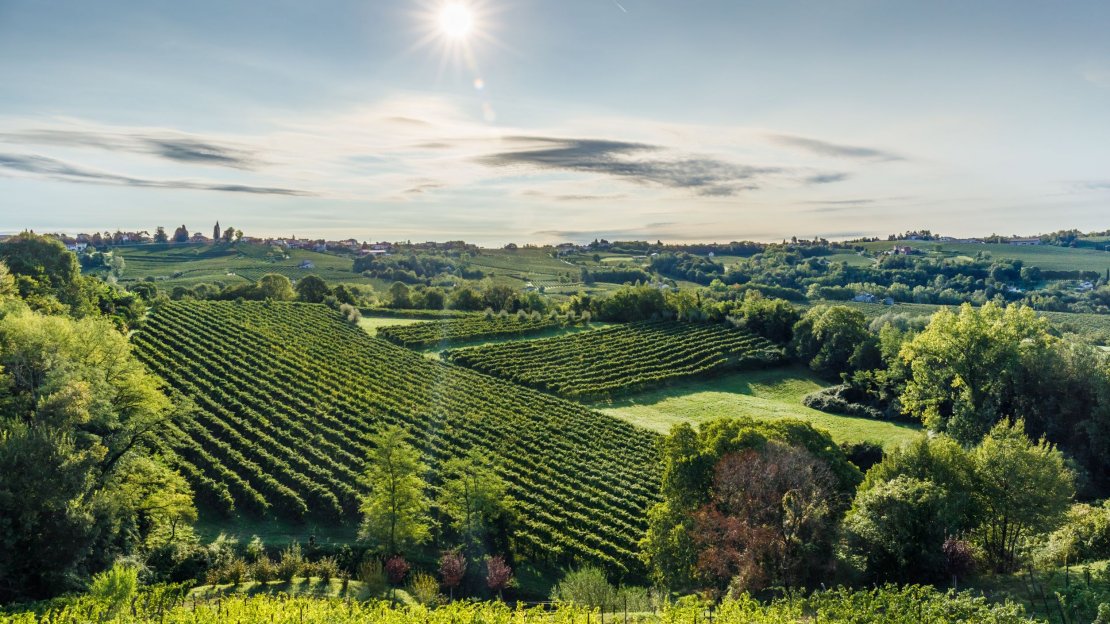 Vineyards in Refrontolo