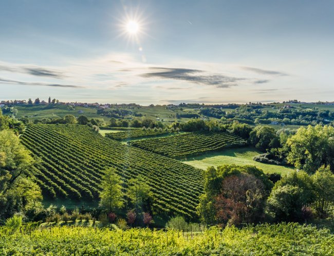 Vineyards in Refrontolo