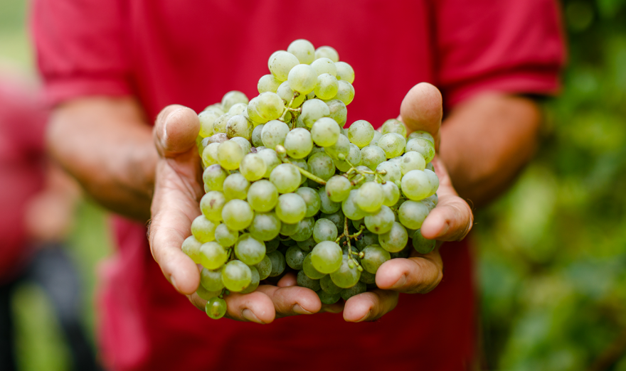 un grappolo d'uva tra le mani